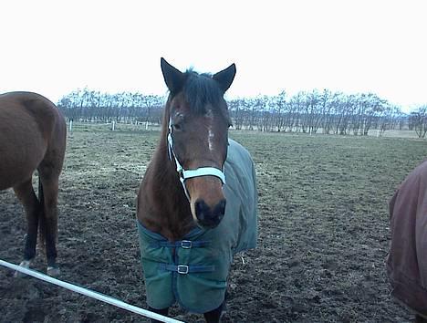Anden særlig race Trisse (Patricia) R.I.P  - Trisse ude på marken, hun skal lige se hvad det er der forgår billede 6
