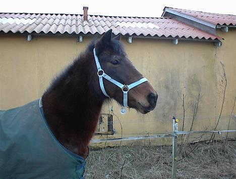 Anden særlig race Trisse (Patricia) R.I.P  - Nu fik hun øje på noget længere fremme billede 7