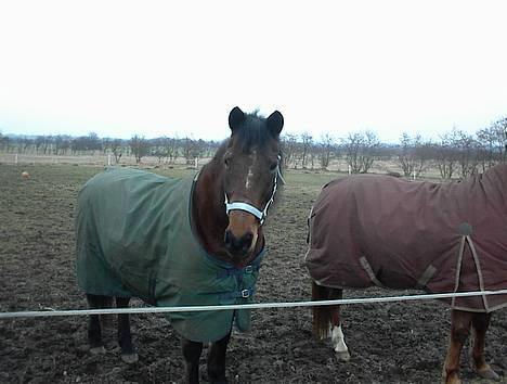 Anden særlig race Trisse (Patricia) R.I.P  - Trisse synes stadigvæk det er sjovt billede 8