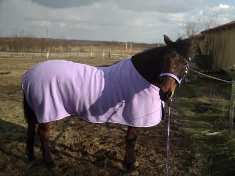 Anden særlig race Trisse (Patricia) R.I.P  - Trisse efter hun er blevet longeret, i sin fine nye skridt dækken billede 4