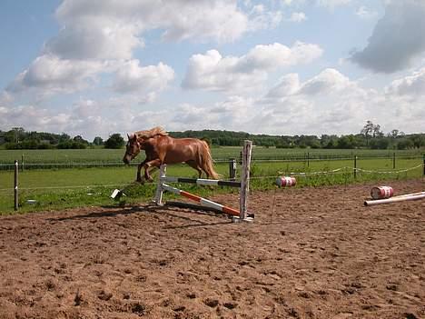 New Forest Labbenhus Peter Pan solgt - Her prøver min lille pony så at løsspringe for første gang.. billede 3
