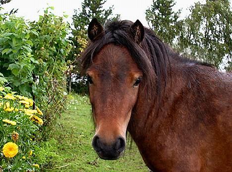 Shetlænder Neya - Neyas hovede sommeren hmmm 04 ;) billede 1