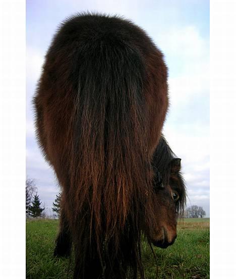 Shetlænder Neya - Et numsebillede:P billede 2