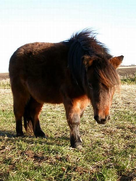 Shetlænder Neya - Neya på folden igen efteråret 2004 billede 3