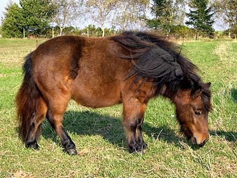 Shetlænder Neya - Vinterpels 04 ;) Hehe sikke dog et blæse vejr :P billede 4