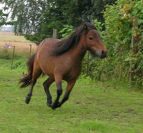 Shetlænder Neya - Neya i galop på folden ;) vi legede fangeleg ;) billede 5