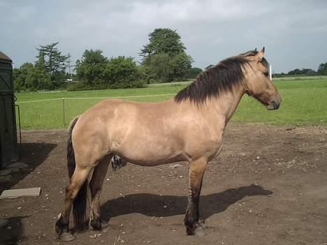 Anden særlig race Freja billede 2