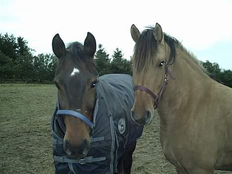 Anden særlig race Freja billede 4