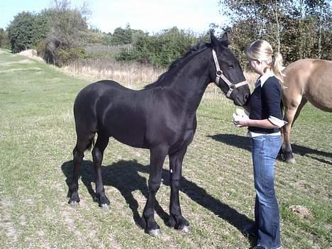 Frieser Faust billede 1