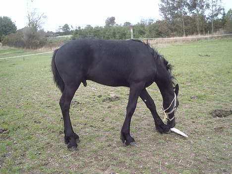 Frieser Faust billede 5