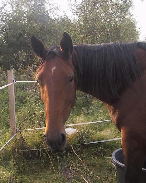 Anden særlig race Liri billede 1