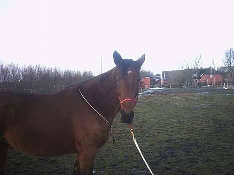 Anden særlig race Liri billede 2