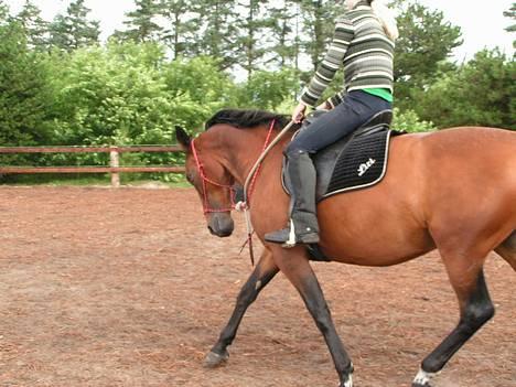 Anden særlig race Liri billede 3