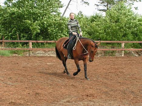 Anden særlig race Liri billede 4