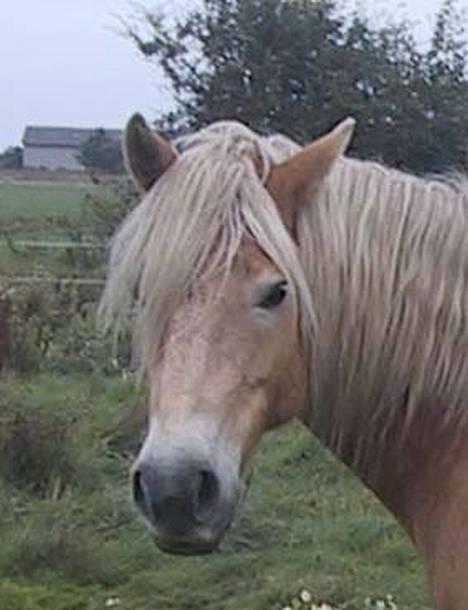 Haflinger Sjoko billede 1