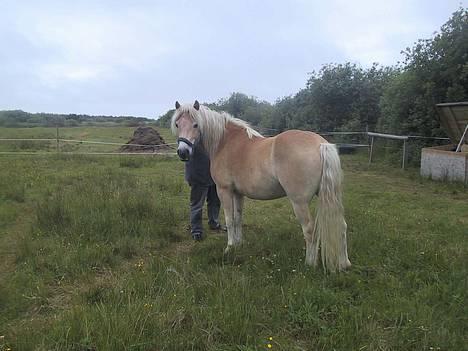 Haflinger Sjoko - Sjoko og min mor billede 2