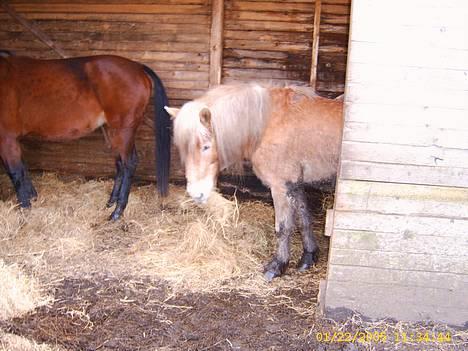 Haflinger Sjoko billede 3