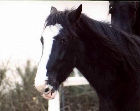 Tinker Lillefix - "Moar, jeg kan ikke lide min spinat!!!" billede 2