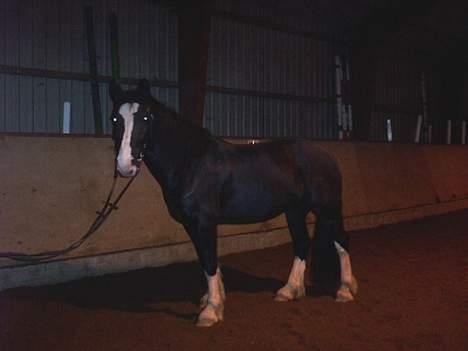 Tinker Lillefix - Lillefix i ridehuset billede 3