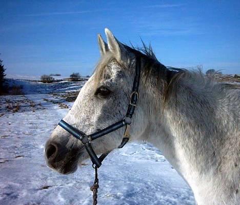 Arabisk fuldblod (OX) Amigo OX1759 - Vinterpony billede 5