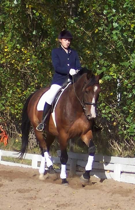 Anden særlig race Malik - Sandkasseridning i verdensklasse billede 3