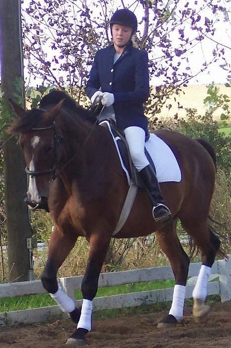 Anden særlig race Malik - Der bliver redet dressur billede 4