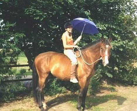 Anden særlig race Malik - Kan ride uden udstyr på Malik. Og paraplyskrækken er efterhånden overvundet;) billede 5