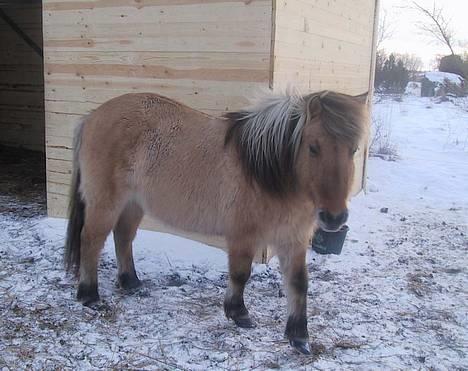 Islænder Mathilde billede 1