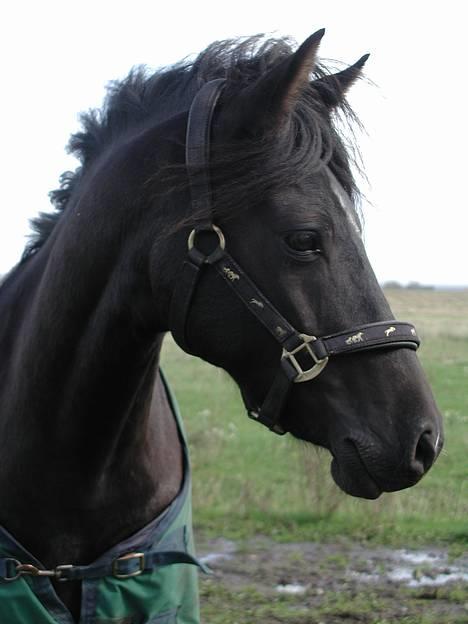 Anden særlig race Chester - Min dejlige pony, Chester, som jeg er meget glad for. billede 1