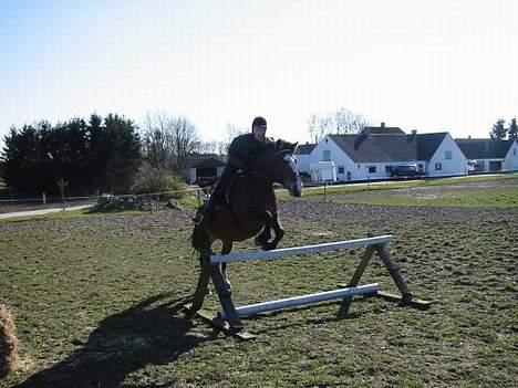 Anden særlig race Tessa - Spring på Tessa..! Ca. 1 m...! billede 3