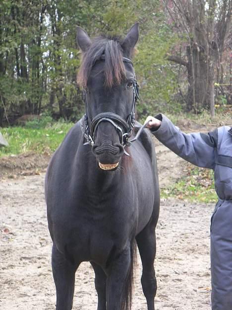 Traver Girl Of Beauty"Afdød" - Her smiler vi til fotografen billede 2