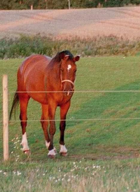 Dansk Varmblod Amos - Amos på folden en sensommerdag billede 1