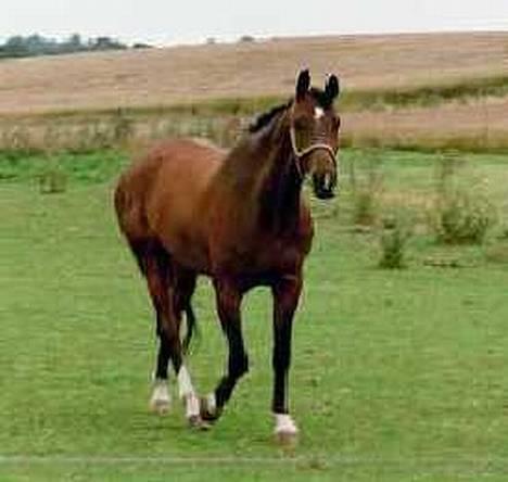 Dansk Varmblod Amos - Amos på fold billede 2