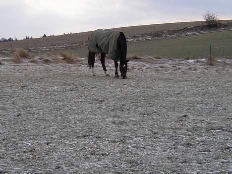 Dansk Varmblod Amos - Amos på fold en kold vinterdag billede 3