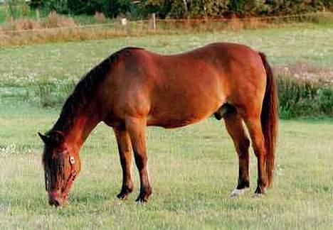 New Forest Erto - Kaldes Buster - Min gamle pony på fold en herlig sommerdag billede 1