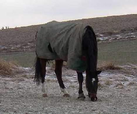 Dansk Varmblod Amos - Amos  på folden billede 4