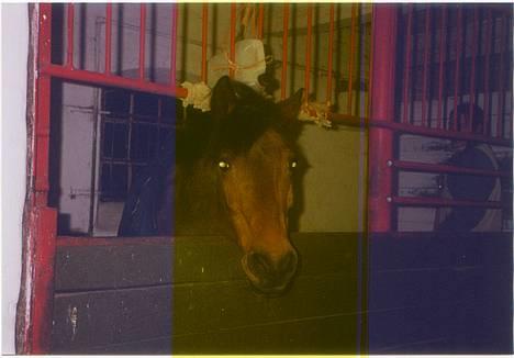 Anden særlig race Calvin Klein <3 R.I.P - Calle hygger sig i Madirs boks billede 2