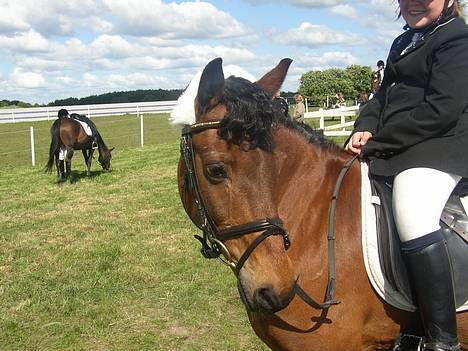 Anden særlig race Calvin Klein <3 R.I.P - Calvin efteret veloverstået stævne i Middelfart - Melfar Cuppen 2004 billede 3