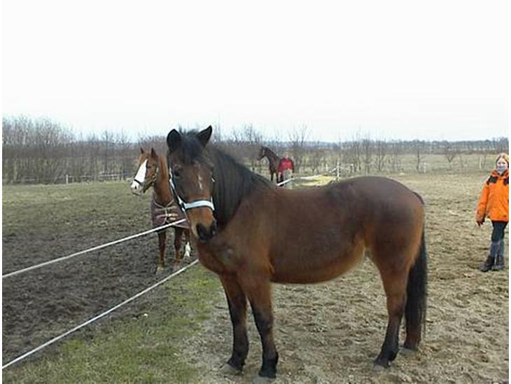 {{currentPhoto.altText}} billede {{currentPhoto.number}}