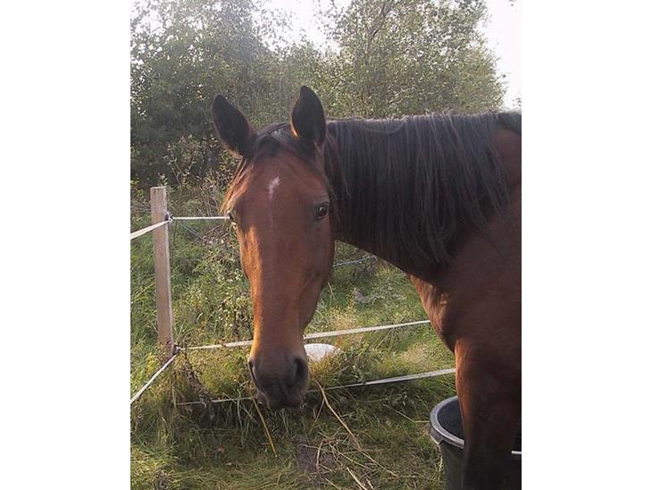 {{currentPhoto.altText}} billede {{currentPhoto.number}}