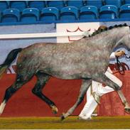 DSP Toftegaards Bella