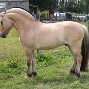 Fjordhest Harko (solgt)