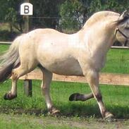 Fjordhest Harko (solgt)