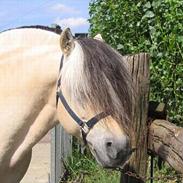 Fjordhest Harko (solgt)