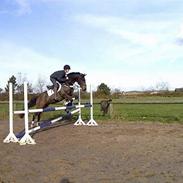 Fjordhest Harko (solgt)