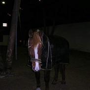 Frederiksborg Marco *Solgt til Norge*