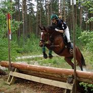 Dansk Varmblod Søndervangs Soffi