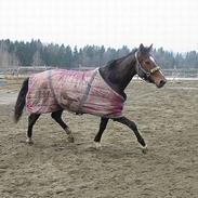 Dansk Varmblod Søndervangs Soffi