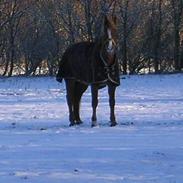 Frederiksborg Marco *Solgt til Norge*