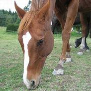 Anden særlig race Chivas